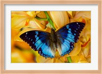 Framed Charaxes Smaragdalis Butterfly On Large Golden Cymbidium Orchid
