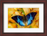 Framed Charaxes Smaragdalis Butterfly On Large Golden Cymbidium Orchid