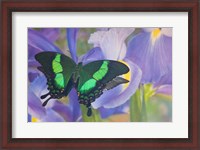 Framed Green Swallowtail Butterfly, Papilio Palinurus Daedalus, In Reflection With Dutch Iris