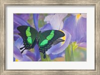 Framed Green Swallowtail Butterfly, Papilio Palinurus Daedalus, In Reflection With Dutch Iris