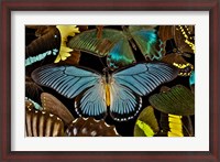 Framed Butterflies Grouped Together To Make Pattern With African Blue