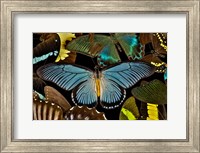 Framed Butterflies Grouped Together To Make Pattern With African Blue