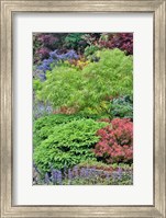Framed Spring Color With Deer Proof Shrubs And Trees, Sammamish, Washington State