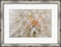 Framed Seedhead Of Yellow Salsify, Eastern Washington