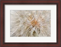 Framed Seedhead Of Yellow Salsify, Eastern Washington