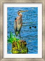Framed Great Blue Heron, Juanita Bay Park, Kirkland, Washington State