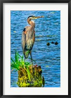 Framed Great Blue Heron, Juanita Bay Park, Kirkland, Washington State