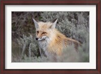 Framed Red Fox Framed By Sage Brush In Lamar Valley, Wyoming
