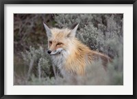 Framed Red Fox Framed By Sage Brush In Lamar Valley, Wyoming