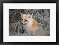 Framed Red Fox Framed By Sage Brush In Lamar Valley, Wyoming