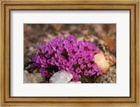 Framed Wyoming, Beartooth Mountains Moss Campion Wildflower Close-Up