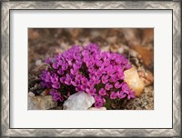 Framed Wyoming, Beartooth Mountains Moss Campion Wildflower Close-Up