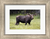 Framed Wyoming, Yellowstone National Park Bull Moose With Velvet Antlers