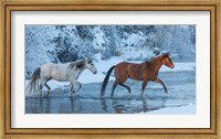Framed Horses Crossing Shell Creek In Winter, Wyoming