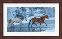 Framed Horses Crossing Shell Creek In Winter, Wyoming