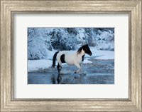 Framed Horse Crossing Shell Creek In Winter