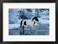 Framed Horse Crossing Shell Creek In Winter