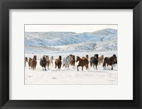 Framed Herd Of Horses Running In Snow