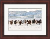 Framed Herd Of Horses Running In Snow
