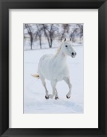 Framed White Horse Running In The Snow