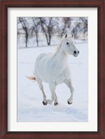 Framed White Horse Running In The Snow