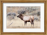 Framed Portrait Of A Bull Elk With A Large Rack