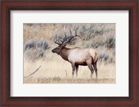 Framed Portrait Of A Bull Elk With A Large Rack