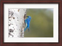 Framed Male Mountain Bluebird Perching At Its Nest Hole