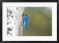 Framed Male Mountain Bluebird Perching At Its Nest Hole