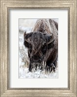 Framed Portrait Of A Frost Covered American Bison