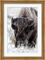 Framed Portrait Of A Frost Covered American Bison