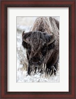 Framed Portrait Of A Frost Covered American Bison
