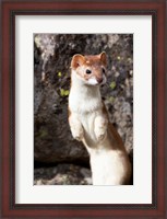 Framed Portrait Of A Long-Tailed Weasel