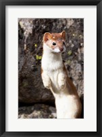 Framed Portrait Of A Long-Tailed Weasel