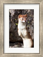 Framed Portrait Of A Long-Tailed Weasel