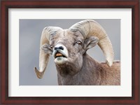 Framed Bighorn Ram Lifts Its Lip In A Flehmen