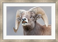 Framed Bighorn Ram Lifts Its Lip In A Flehmen