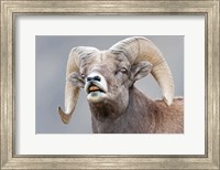 Framed Bighorn Ram Lifts Its Lip In A Flehmen