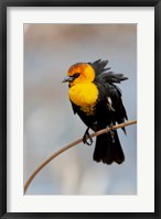 Framed Yellow-Headed Blackbird Perched On A Reed