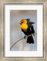 Framed Yellow-Headed Blackbird Perched On A Reed