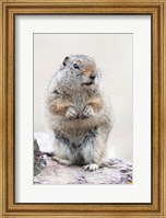 Framed Richardson's Ground Squirrel