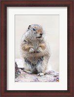 Framed Richardson's Ground Squirrel