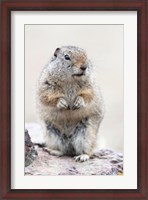 Framed Richardson's Ground Squirrel