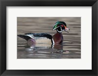Framed Wood Duck Drake In Breeding Plumage Floats On The River While Calling