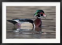 Framed Wood Duck Drake In Breeding Plumage Floats On The River While Calling