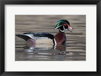 Framed Wood Duck Drake In Breeding Plumage Floats On The River While Calling