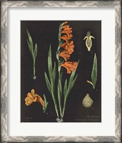 Framed Gladiola Chart Crop