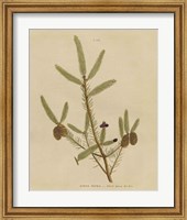 Framed Herbal Botanical XIV