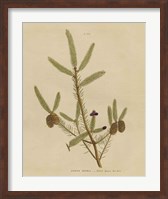 Framed Herbal Botanical XIV