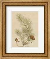 Framed Herbal Botanical XIII